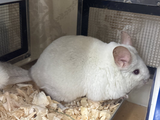 Chinchillas: R004 Beige and White Mosaic female chinchilla for sale big size 810g (USA lineage)