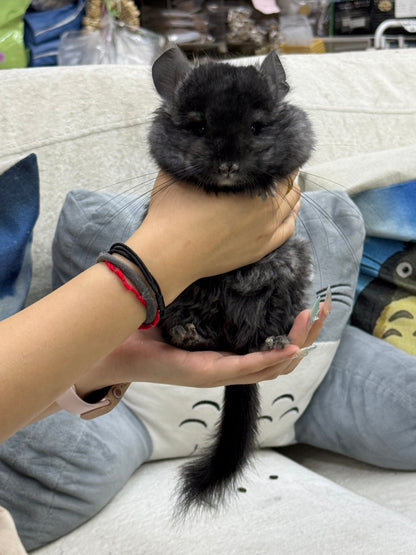 Chinchillas: S002 Dark Ebony RPA (Angora) male chinchilla for sale (CCCU lineage)
