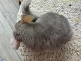 Chinchillas: R022 Beige female chinchilla for sale