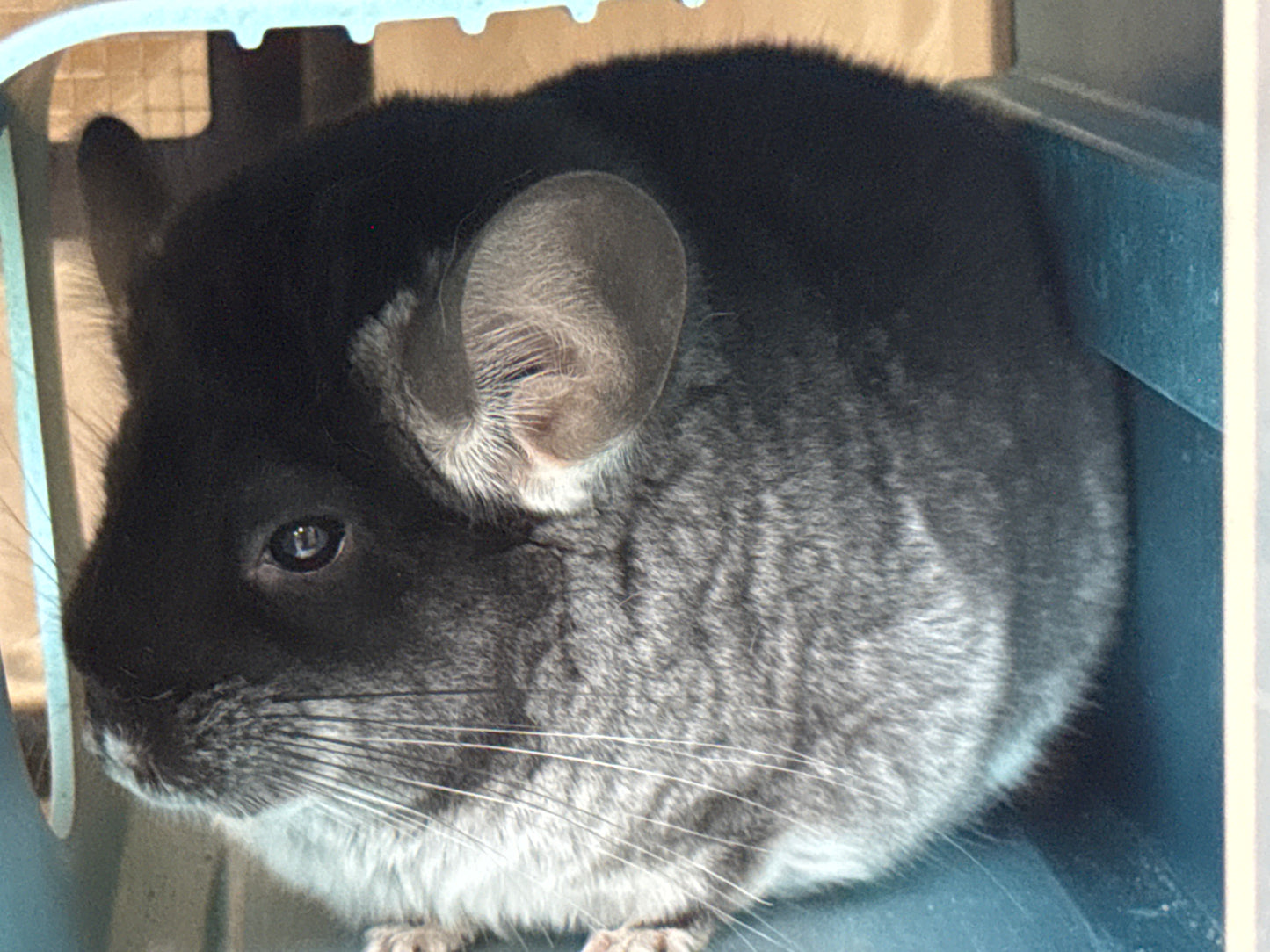 Chinchillas: R036 Black Velvet female chinchilla for sale