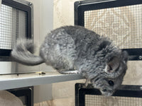 Chinchillas: R021 Standard RPA female chinchilla for sale from big sized angora parents