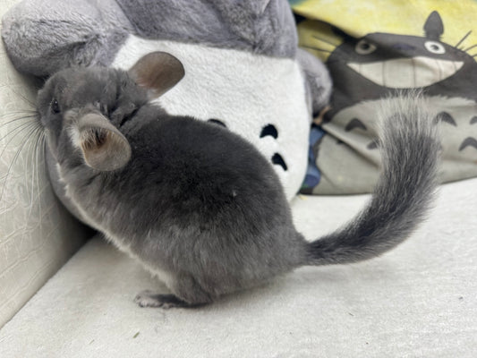 Chinchillas: R040 TOV Violet male chinchilla for sale (Brevi face) (USA lineage)