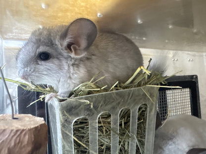 Chinchillas: S029 Mosaic RPAC (Angora Carrier) female chinchilla for sale