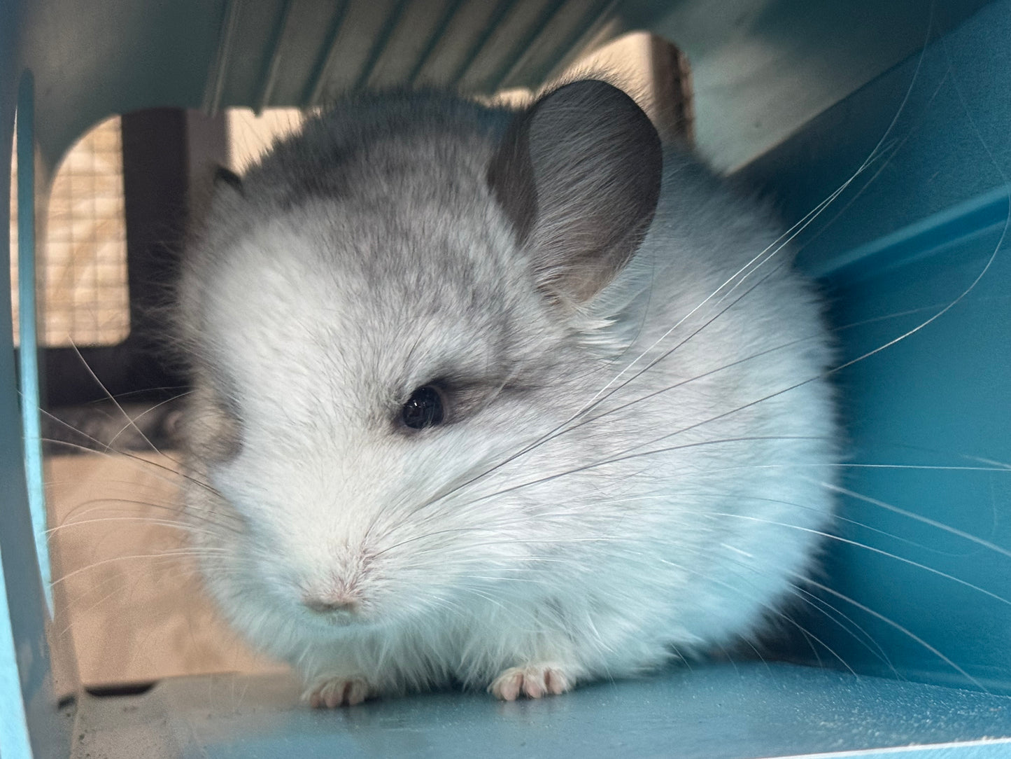 Chinchillas: R037 Mosaic RPA (Angora) male chinchilla for sale (CCCU USA lineage)