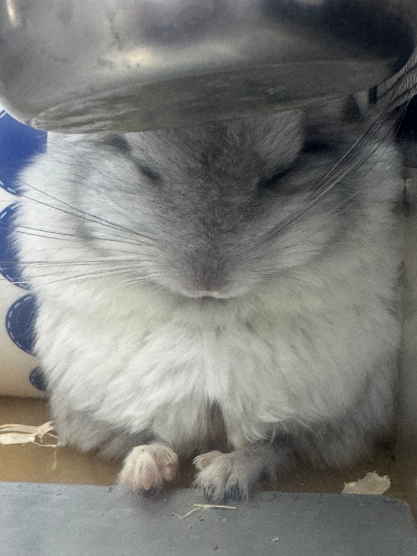 Chinchillas: S026 Mosaic RPA (angora) male chinchilla for sale (USA CCCU lineage)