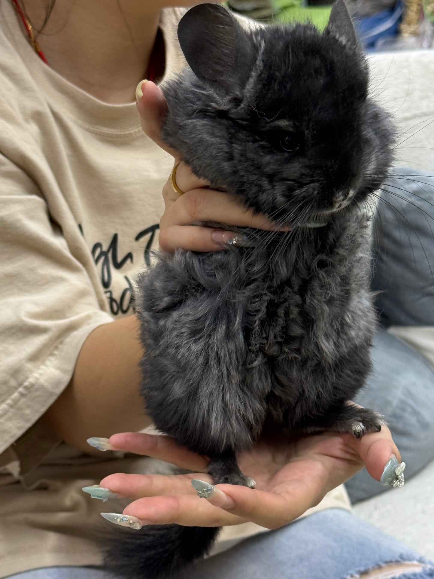 Chinchillas: S002 Dark Ebony RPA (Angora) male chinchilla for sale (CCCU lineage)