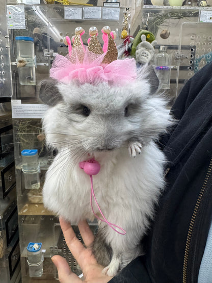 Chinchillas: S028 Mosaic RPA (angora) female chinchilla for sale (USA CCCU lineage) very fluffy