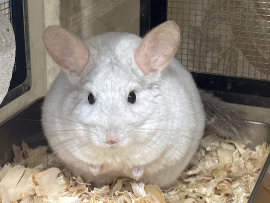 Chinchillas: P201 Pink White female chinchilla for sale 🥇 1st Place Ribbon (1A)- WA 2023 
**Still very young with a lot of room for improvement**