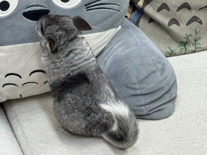 Chinchillas: S011 Mosaic  female chinchilla for sale (USA lineage)
