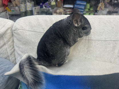 Chinchillas: R013 Standard male chinchilla for sale (USA lineage)