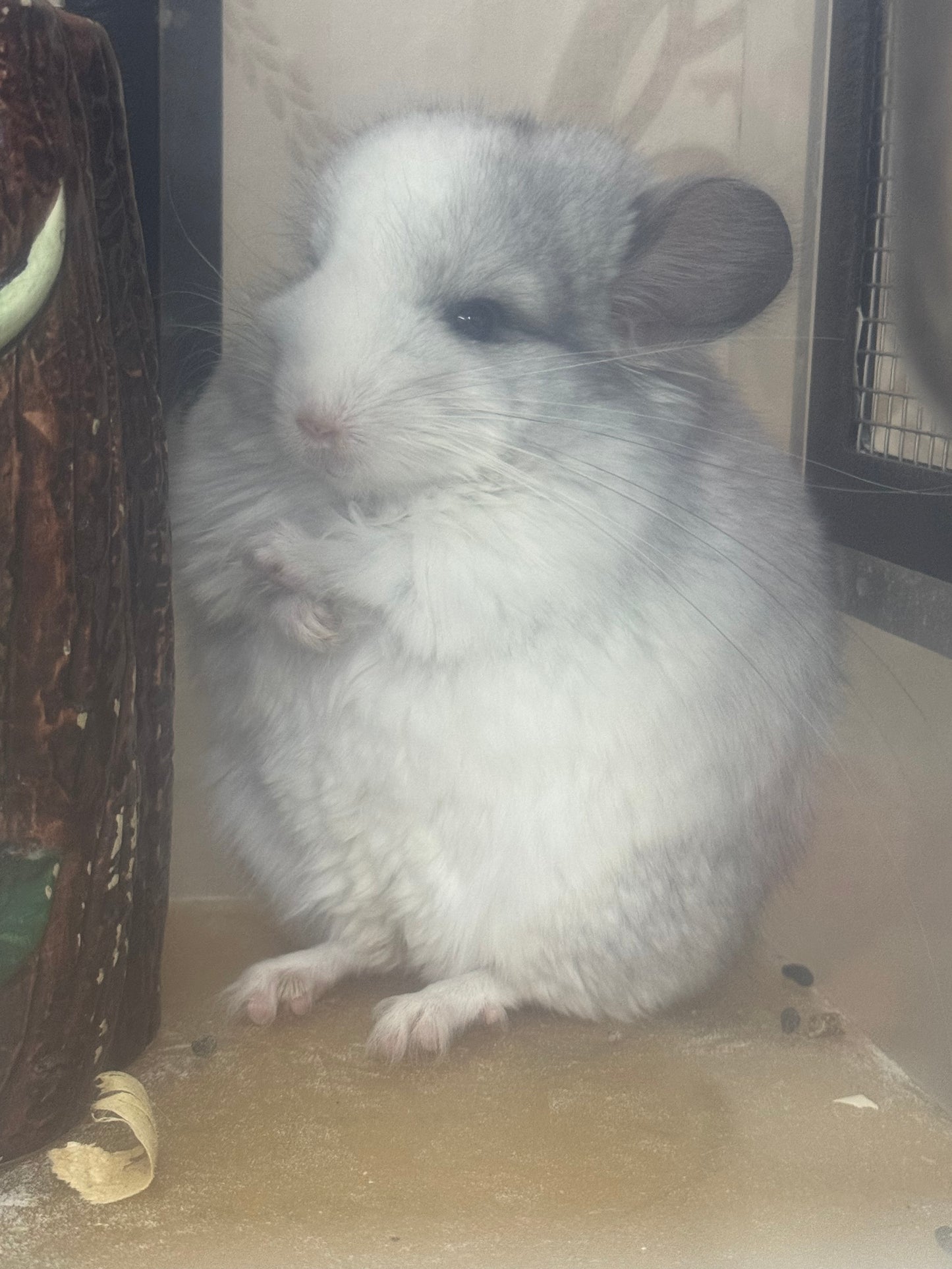 Chinchillas: R037 Mosaic RPA (Angora) male chinchilla for sale (CCCU USA lineage)