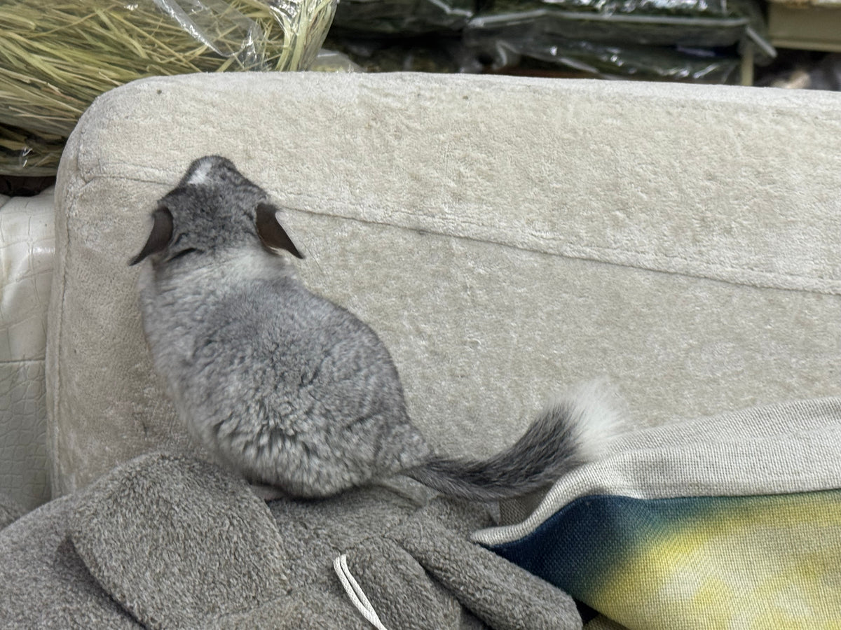 Chinchillas: T023 Mosaic  male chinchilla for sale (USA Master Breeder’s lineage)