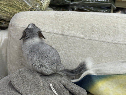 Chinchillas: T023 Mosaic  male chinchilla for sale (USA Master Breeder’s lineage)