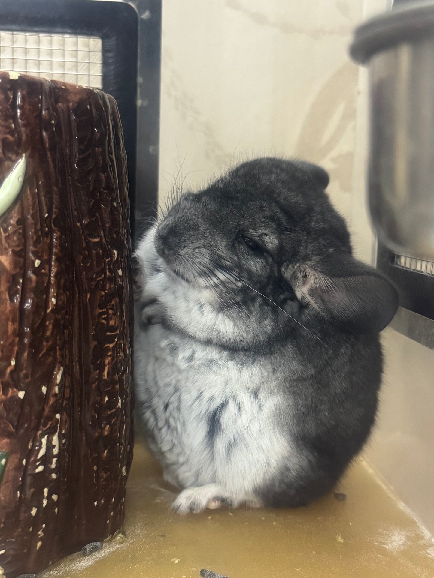 Chinchillas: S023 Standard male chinchilla for sale (Reserve Grand Show Champion USA lineage)