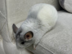 Chinchillas: R026 Mosaic male chinchilla for sale