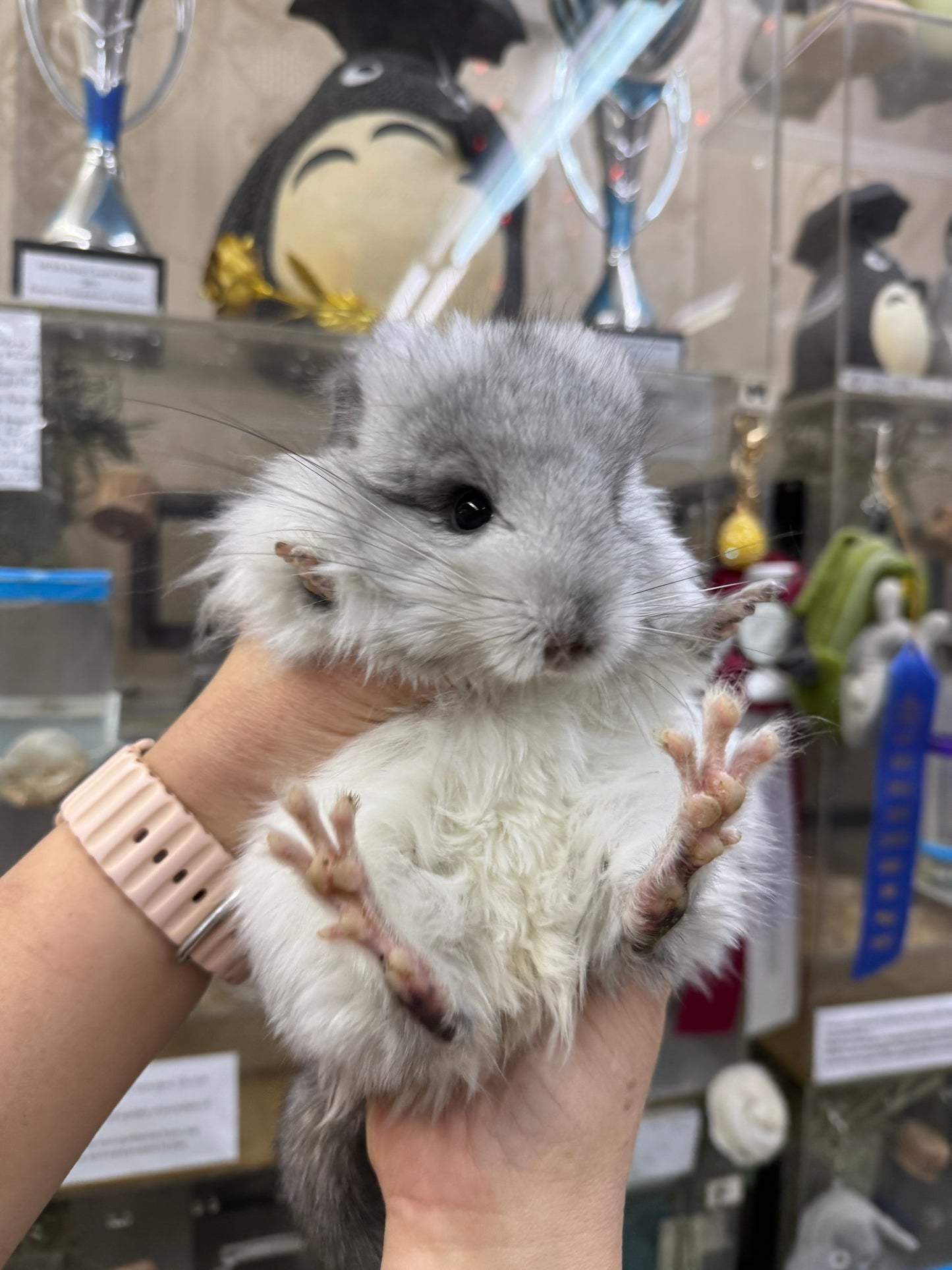 Chinchillas: S028 Mosaic RPA (angora) female chinchilla for sale (USA CCCU lineage)