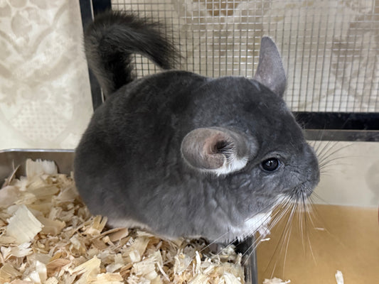 Chinchillas: N020 Violet female chinchilla for sale