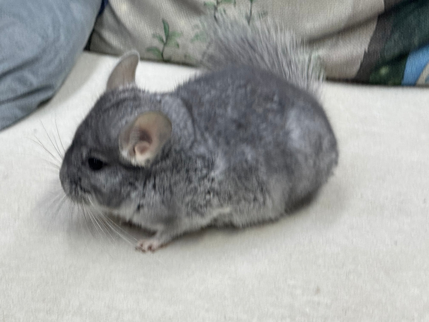 Chinchillas: T008 Blue Diamond male chinchilla for sale (USA Master Breeder’s lineage) Mum is Section Champ