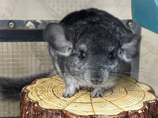 Chinchillas: T022 Standard male chinchilla for sale (USA Master Breeder’s lineage)