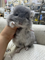 Chinchillas: R034 Violet RPA female for sale (big size genes)