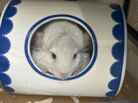 Chinchillas: R004 Beige and White Mosaic female chinchilla for sale