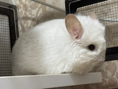 Chinchillas: R42 Pink White RPA female chinchilla for sale (Reserve Class Champion)