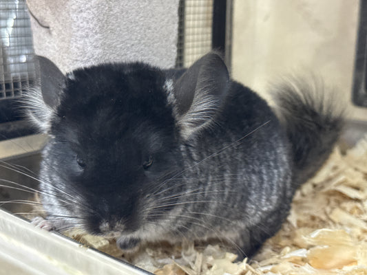 Chinchillas: T015 Black Velvet male chinchilla for sale (Master Breeder’s USA lineage)