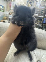 Chinchillas: R032 Dark Ebony RPA (angora) male chinchilla for sale