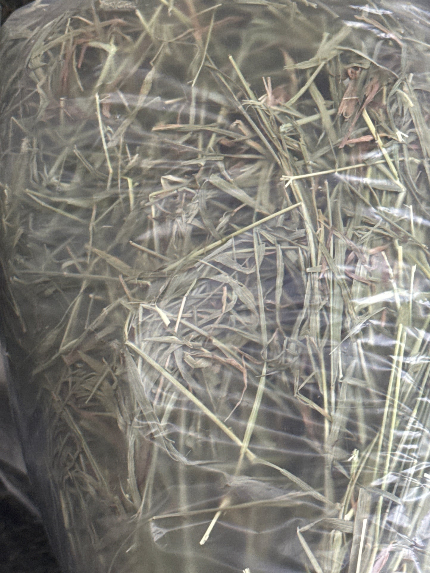 Freshay Timothy Hay from USA (First, second and third cuts)