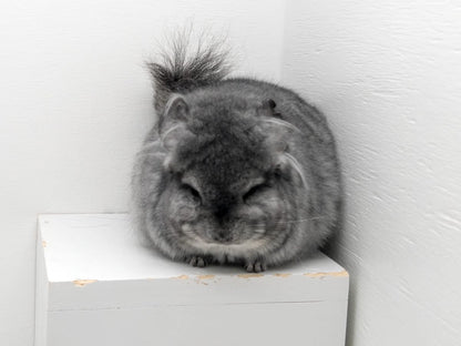 Chinchillas: N250 Standard RPA (angora) female chinchilla for sale