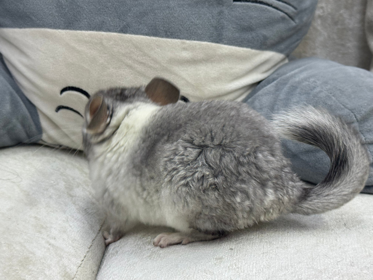 Chinchillas: T013 Extreme Mosaic female chinchilla for sale (USA Master Breeder’s lineage)