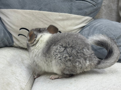 Chinchillas: T013 Extreme Mosaic female chinchilla for sale (USA Master Breeder’s lineage)