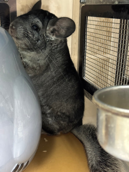 Chinchillas: R042 Standard male chinchilla for sale (USA lineage) $2000