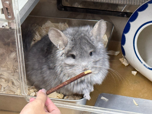 Chinchillas: CCCU 18027 Violet RPA male chinchilla for rehome