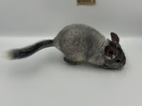 Chinchillas: R019 Silver Mosaic female chinchilla for sale daughter of Reserve grand show champ 2022