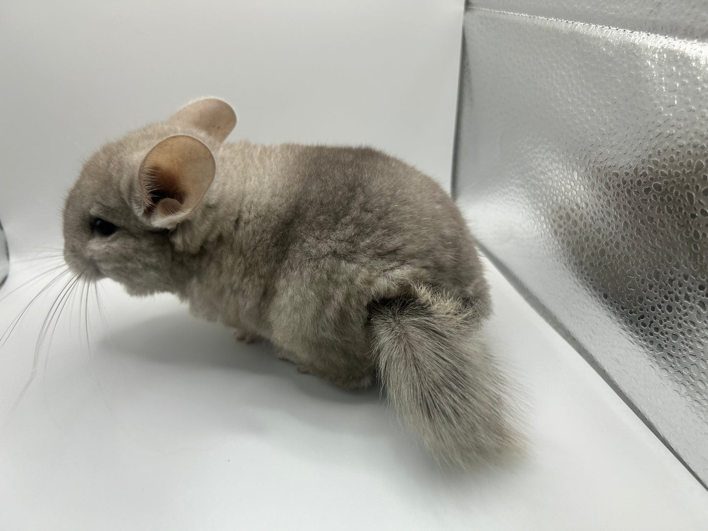 Chinchillas: P026 Beige Violet male chinchilla for sale (curled “rosette” tail n 2 missing fingers)curly potato super soft fur and chubby (USA lineage)