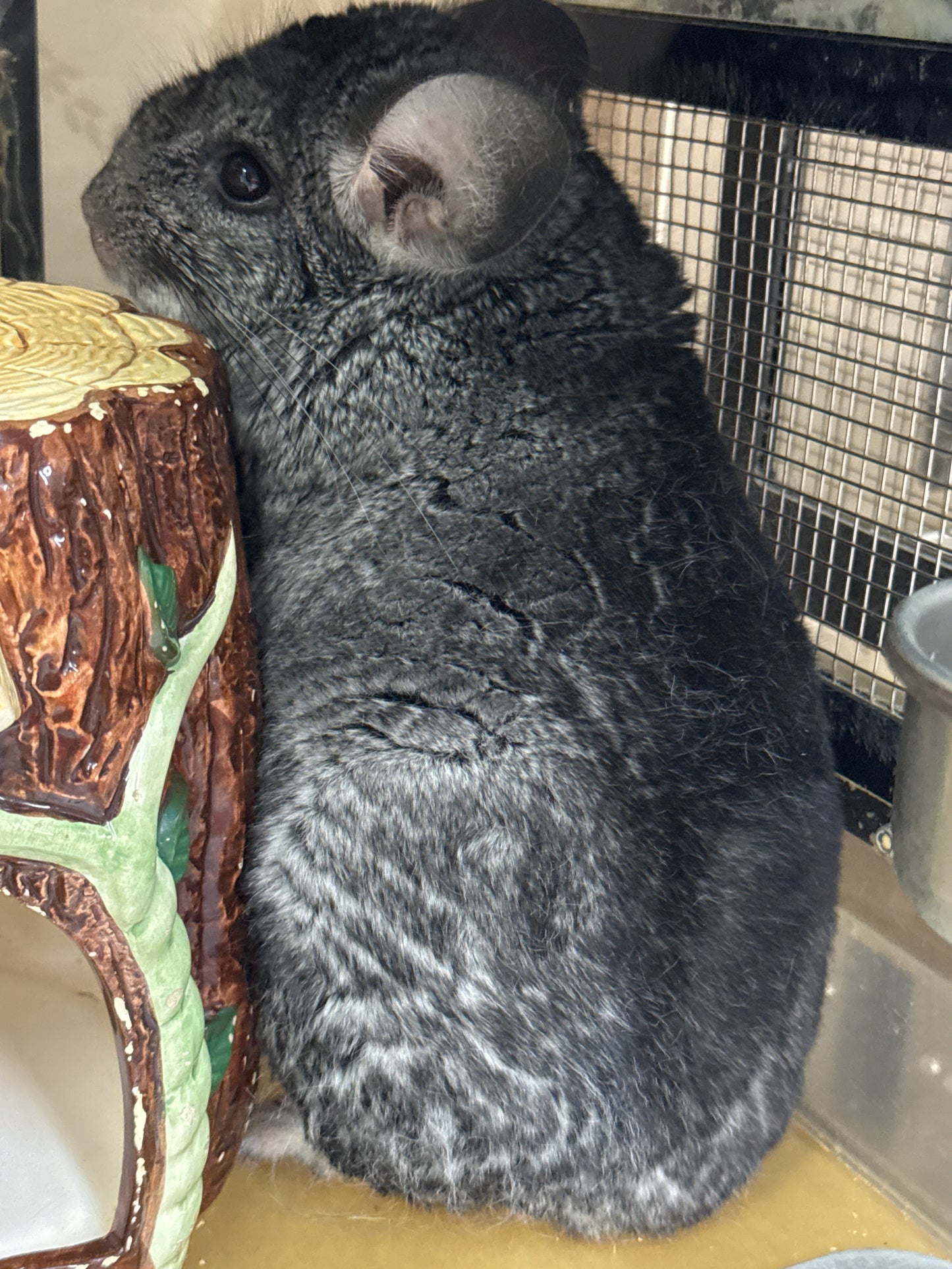 Chinchillas: R21
🏆Res Class Champion🏆 Standard female chinchilla for sale