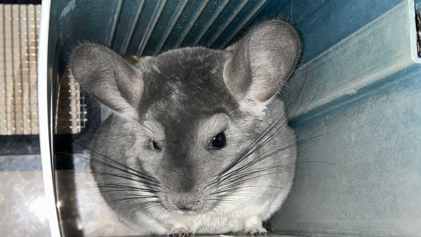 Chinchillas: N003 Violet female chinchilla for sale (USA lineage)