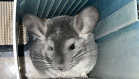 Chinchillas: N003 Violet female chinchilla for sale