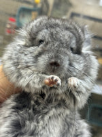 Chinchillas: R021 Standard RPA female chinchilla for sale from big sized angora parents