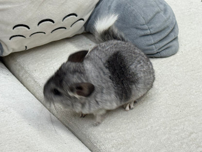 Chinchillas: S011 Mosaic  female chinchilla for sale (USA lineage)