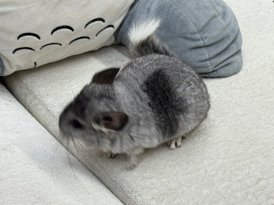 Chinchillas: S011 Mosaic  female chinchilla for sale (USA lineage)