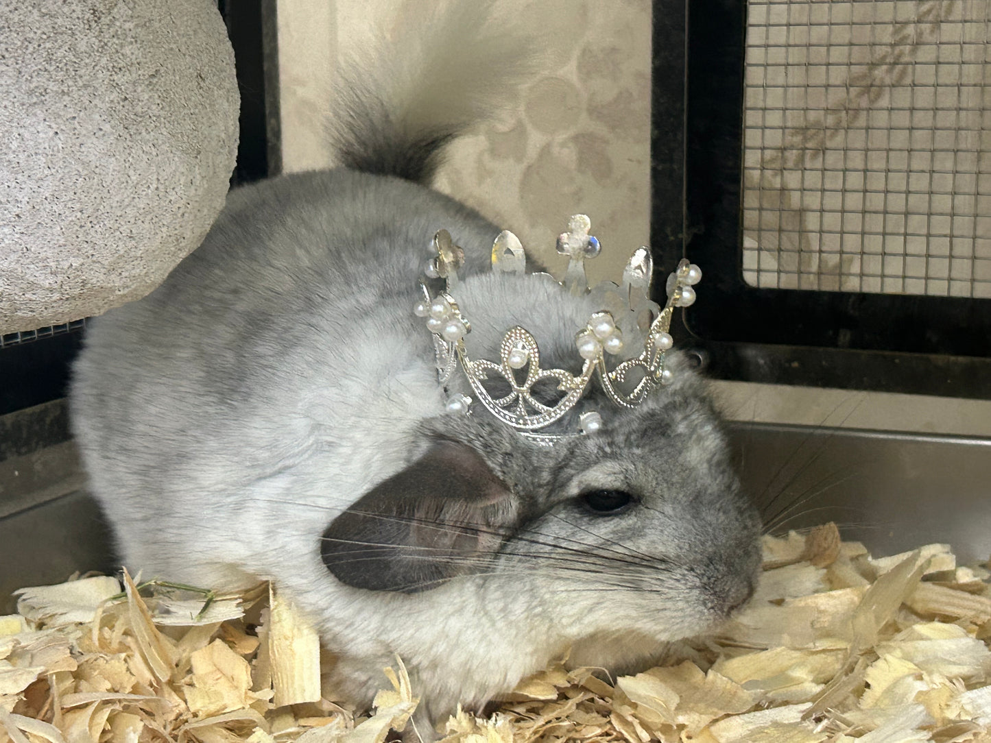 Chinchillas: N445 Mosaic male chinchilla for sale 🏆 Section Champion - WA 2023 🏆