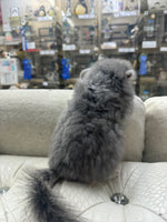 Chinchillas: R034 Violet RPA female for sale (big size genes)