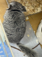 Chinchillas: R021 Standard RPA female chinchilla for sale from big sized angora parents