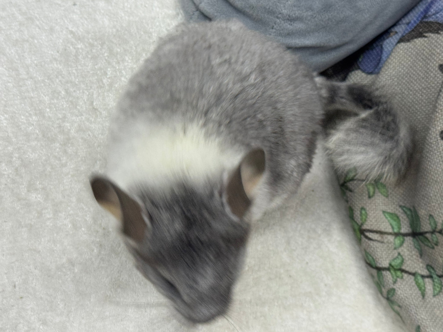 Chinchillas: T013 Extreme Mosaic female chinchilla for sale (USA Master Breeder’s lineage)