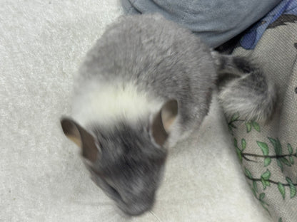 Chinchillas: T013 Extreme Mosaic female chinchilla for sale (USA Master Breeder’s lineage)