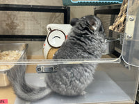 Chinchillas: R021 Standard RPA female chinchilla for sale from big sized angora parents