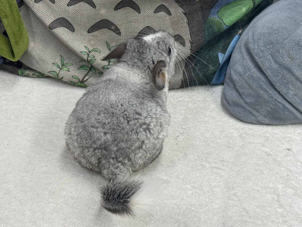 Chinchillas: T023 Mosaic  male chinchilla for sale (USA Master Breeder’s lineage)
