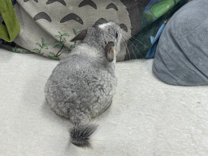 Chinchillas: T023 Mosaic  male chinchilla for sale (USA Master Breeder’s lineage)